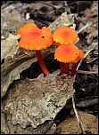 [cantharellus-1a.jpg]