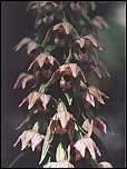 [helleborine-1.jpg]