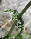 [officinalis-1b.jpg]